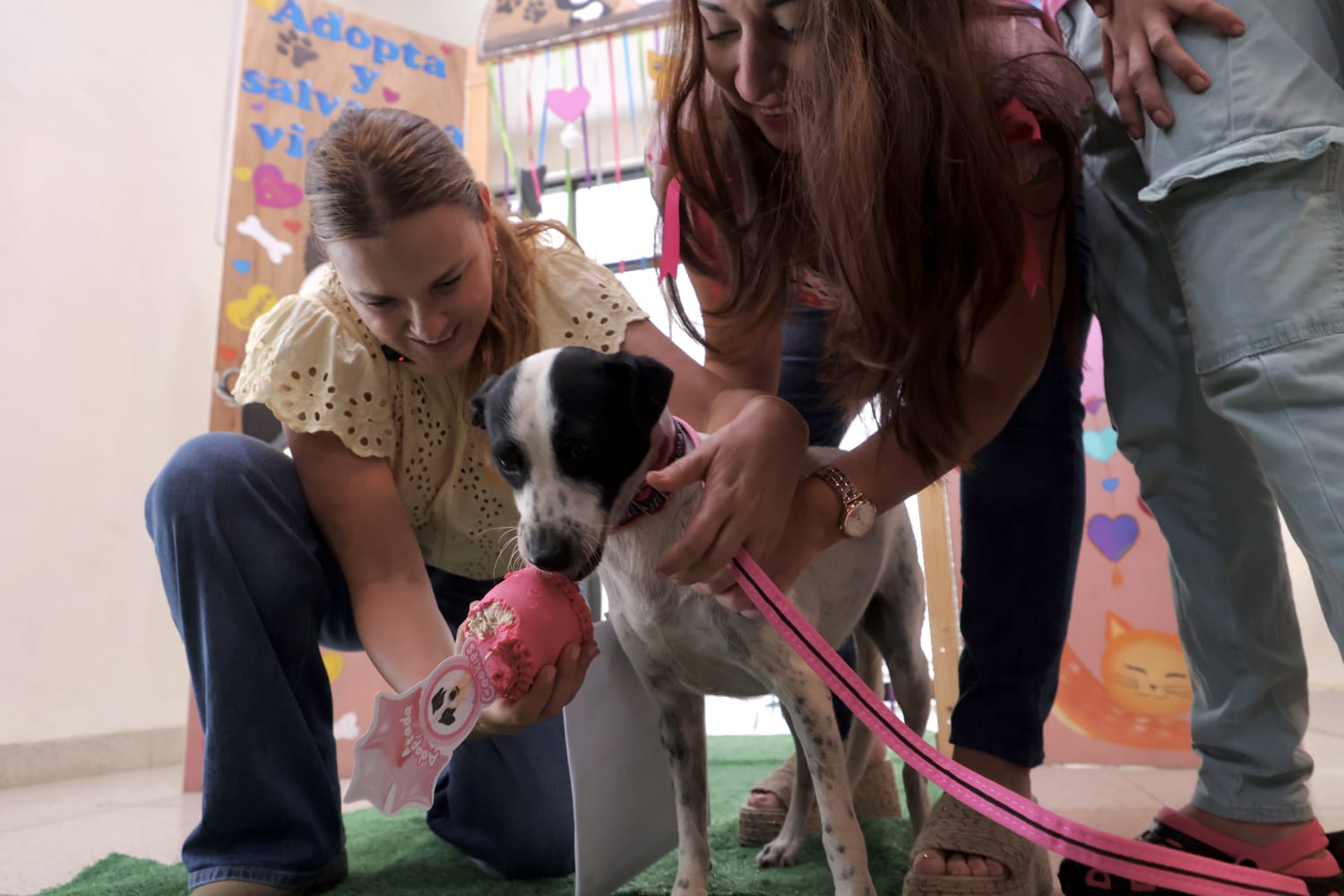 A través del programa adopción responsable “Haz match y adopta” que impulsa el Ayuntamiento de Mérida, Cookis, una perrita de dos años de edad, encontró una familia