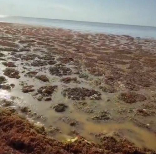 Sargazo de las costas de Yucatán contiene arsénico / Realizan estudio en sargazo fresco y muerto de las costas de la Península de Yucatán especialistas de la Unidad Mérida del Centro de Investigación y de Estudios Avanzados