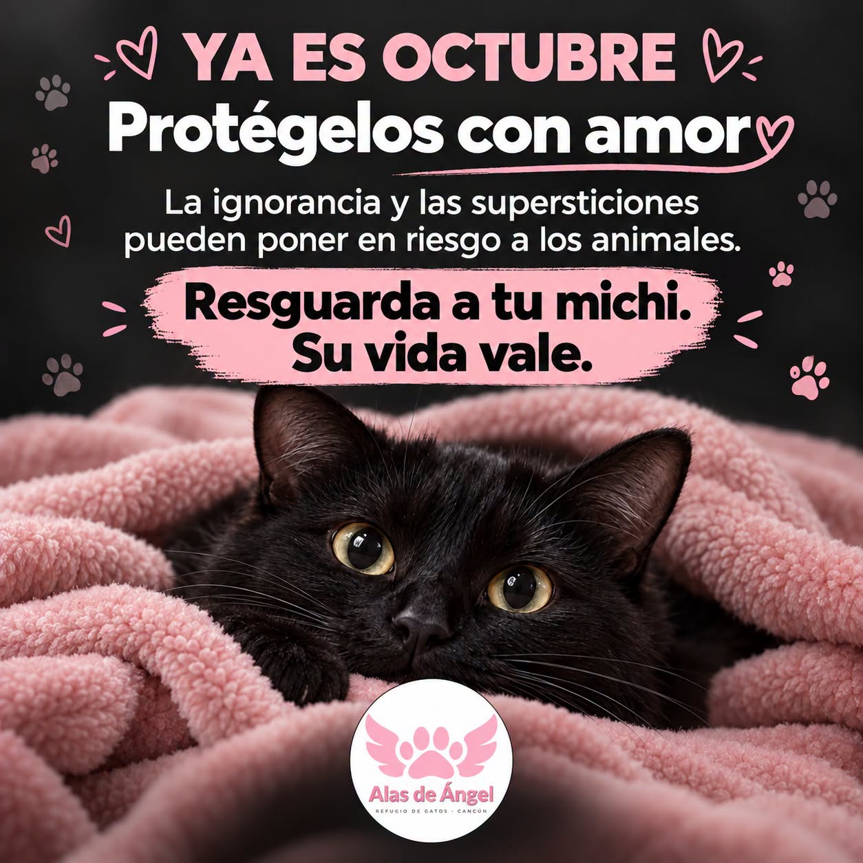 Refugio de michis en Cancún, “Alas de Ángel”, informó que suspendió temporalmente las adopciones durante octubre tras recibir reportes de gatos que habrían sido sacrificados