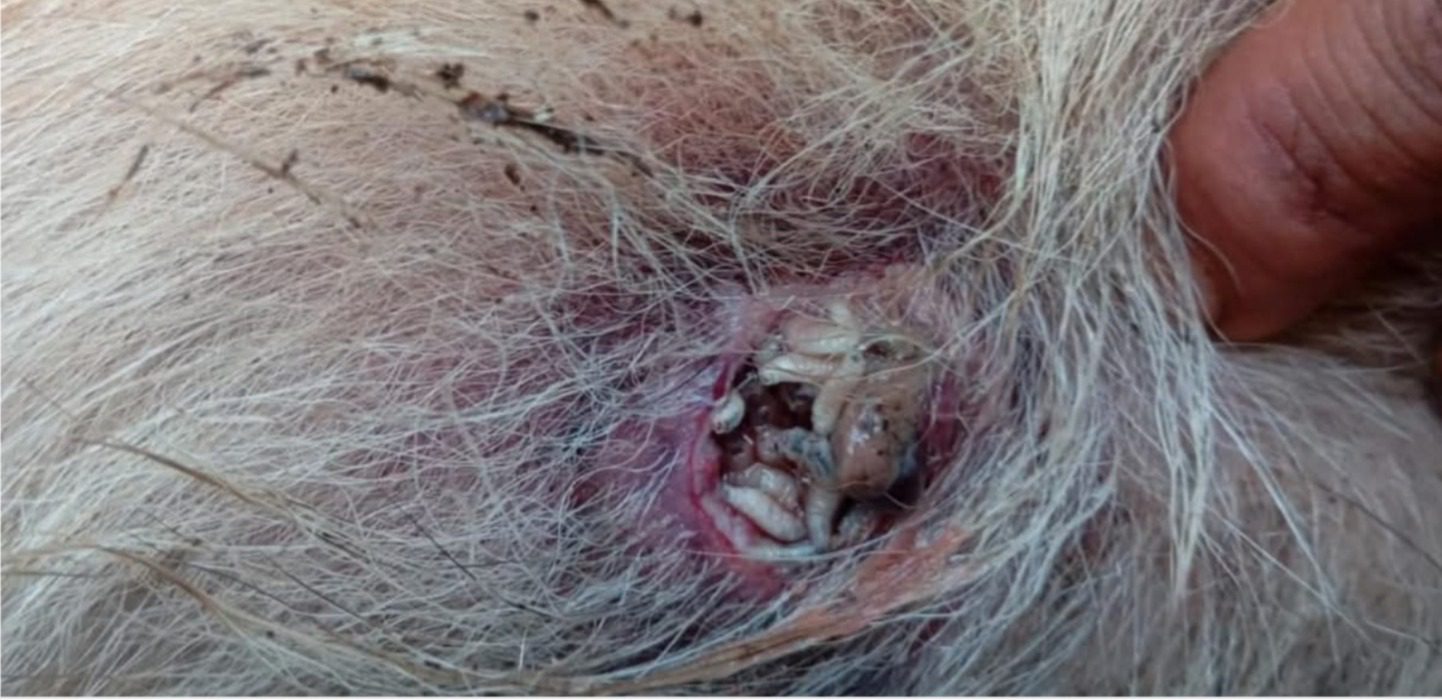 En Yucatán se han registrado tres mil 100 casos de miasis de Gusano Berrenador del Ganado (GBG) en mascotas, ganado y animales silvestres