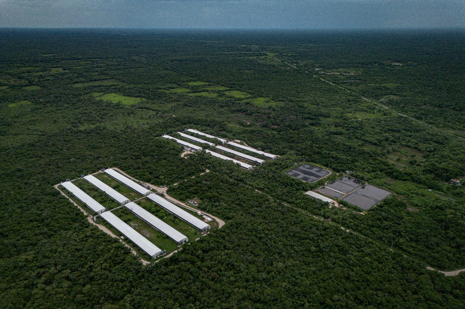 Asociación de Porcicultores Organizados en Yucatán dicen que “rechazan categóricamente el manejo impreciso de la información contenida en reporte de Greenpeace” sobre la contaminación del agua en el Estado / Utilizan “menos del 1 % del agua”, dicen