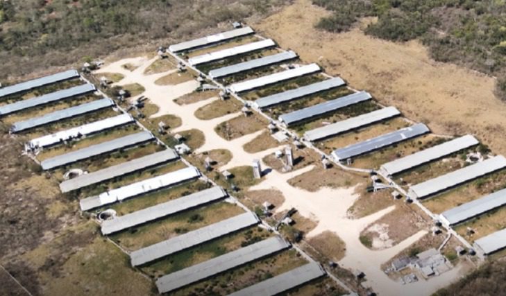Gobierno de Yucatán informa que no hay autorizaciones para nuevas granjas porcícolas / Monitoreo científico en tiempo real en alianza con la UNAM